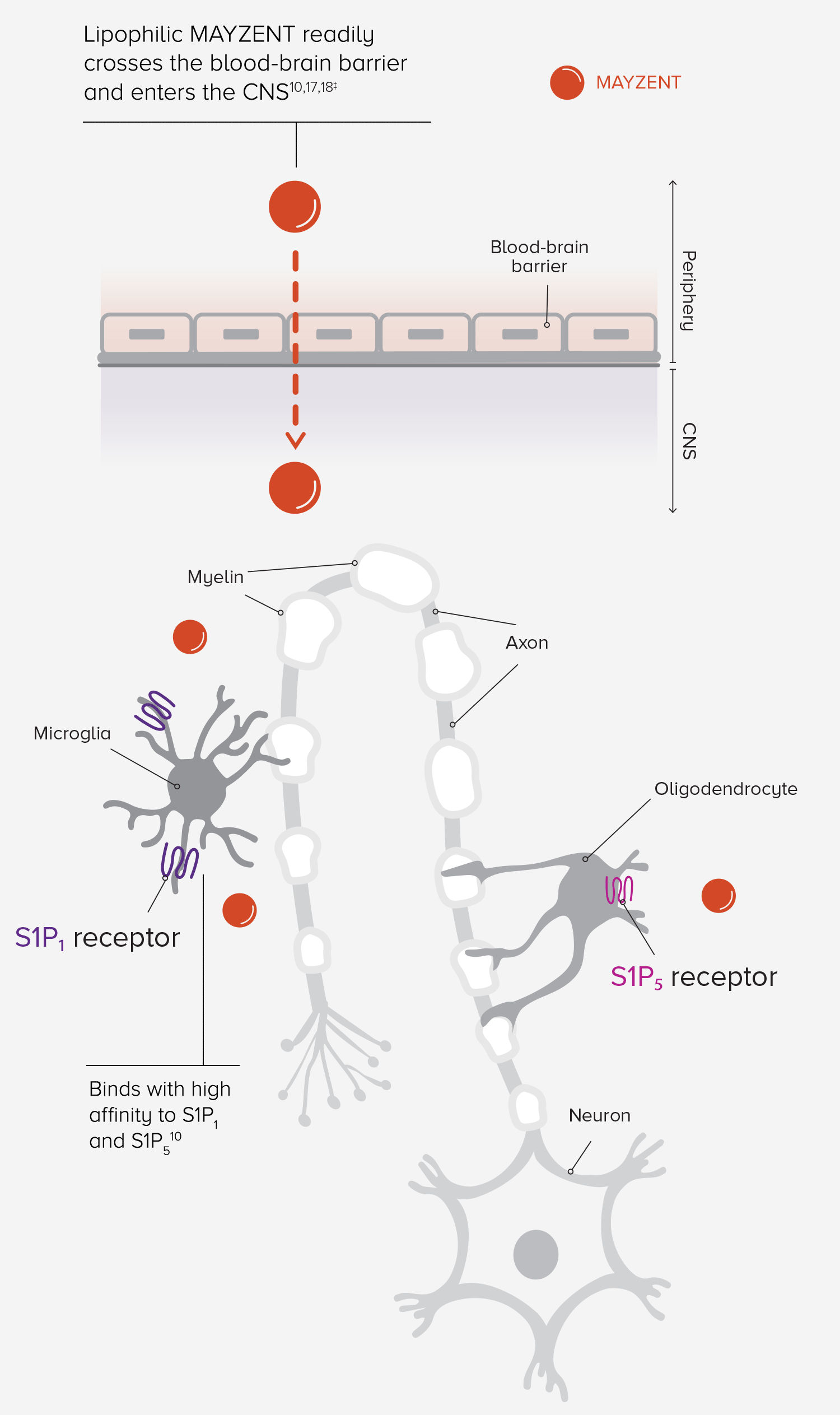 The Dual MOA of MAYZENT targets S1P1,5—2 key receptors thought to play a role in RMS inflammation and neurodegeneration